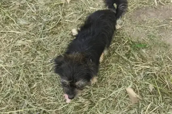 Собаки потеряшки, Анапа, фото: Потеряшка собака в Виноградном, 6кг, синий ошейник