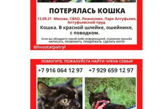 Пропала кошка в Москве СВАО, возле Алтуфьевского пруда.