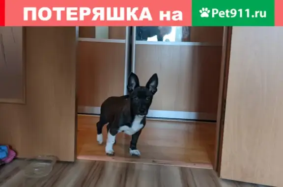Найден щенок в Ленинском районе, Амундсена 73
