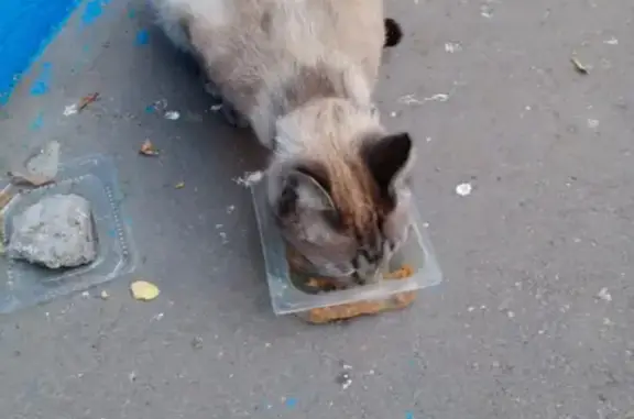 Кошка с ошейником на улице Митрофанова, Люберцы