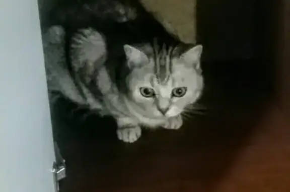 Кошки потеряшки, Ярославль, фото: Потеряшка кошка в районе Суздалка, нужна помощь!