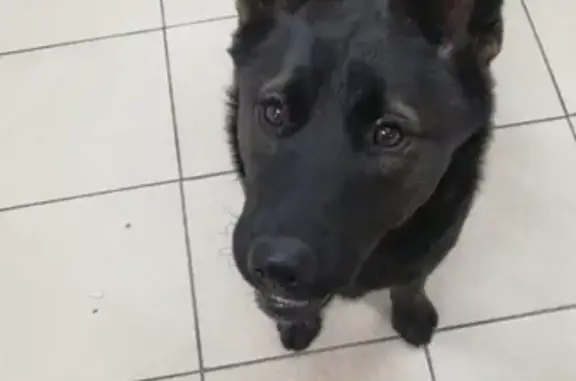 Найдена собака на Конной 12 в центре СПб