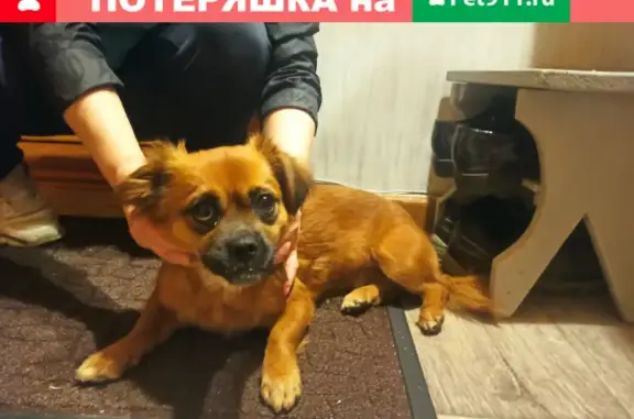 Собака найдена на 2-й Прокатной 21/1 (Ленинский район) с коричневым ошейником