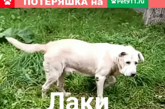 Пропала собака Лаки, Игарский проезд, Москва