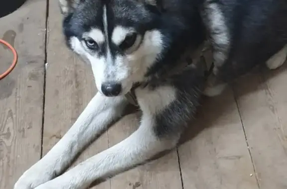 Найдена собака, Москва, фото: Найдена хаски девочка в Петрово-Дальнее, Красногорск