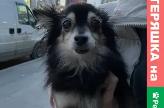 Найден пёс на ул. Крестинского, Екатеринбург