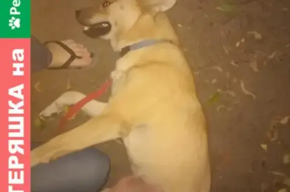 Собака найдена в Зябликово, Москва (10 к1, ул. Мусы Джалиля)