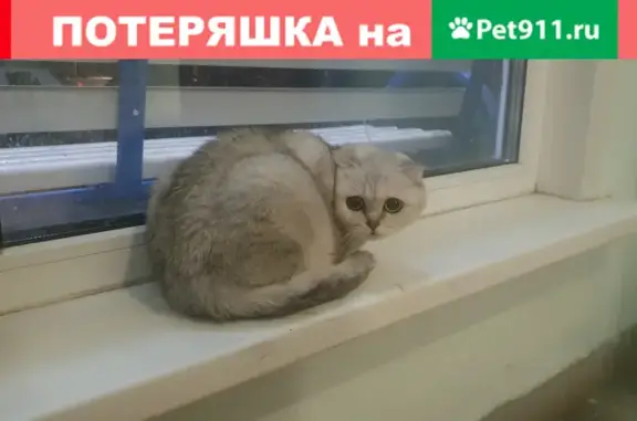 Найдена кошка в Люблино, Москва