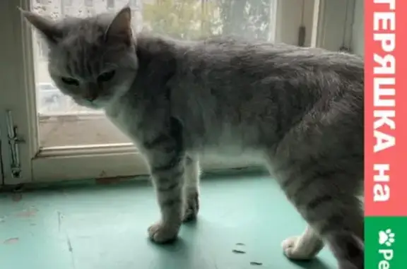 Кошка найдена на улице Тельмана, Казань