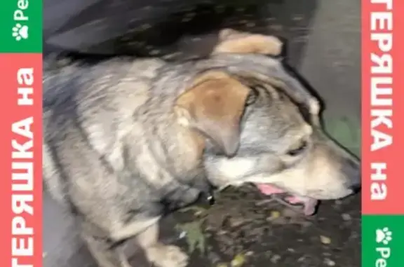 Найдена собака на 16 Парковой улице в Москве