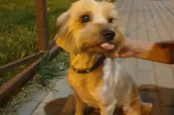 Найдена собака, Ростов-на-Дону, фото: Найден йорк Мальчик в районе дворца спорта, Ростов-на-Дону