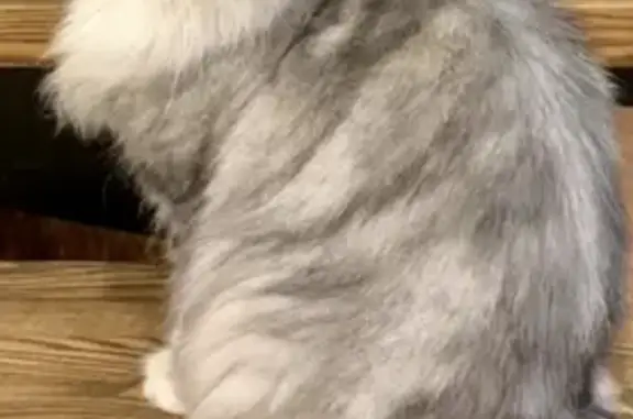 Пропала кошка Шустик в Мещерино, МО, 6 сентября