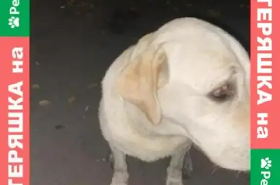 Найдена домашняя собака на ул. Ладожской, г. Пенза