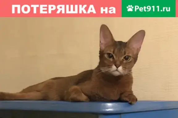 Пропала кошка Мия, окрас дикий, адрес: 29 ул. Трофимова, Москва.