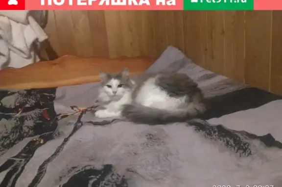 Пропала кошка на Боровском шоссе 39, Москва