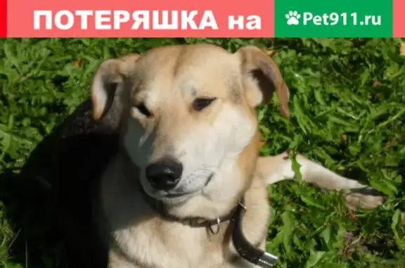 Найдена собака в Стегримово, Монастырщинский район, Смоленская область