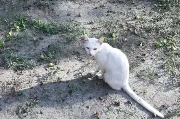 Пропала кошка в Грибановском районе Воронежской области - помогите найти!