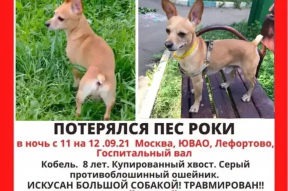 Пропала собака на Госпитальном Валу, Лефортово, Москва