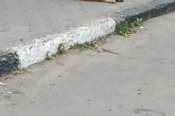 Найдена собака на ост. Жемчужная, Воронеж