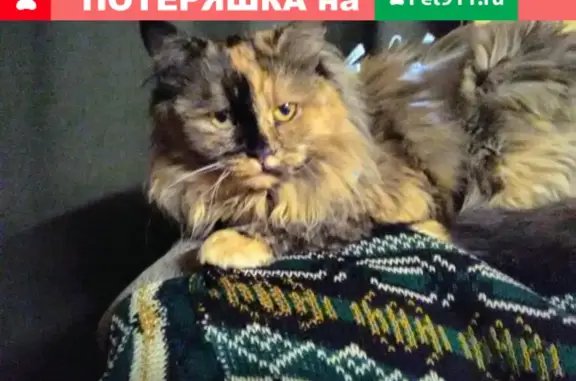 Пропала кошка Чипа, ул. Варварка, Москва