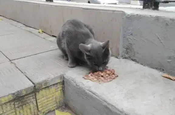 Найдена кошка на улице Живописной возле Сбербанка