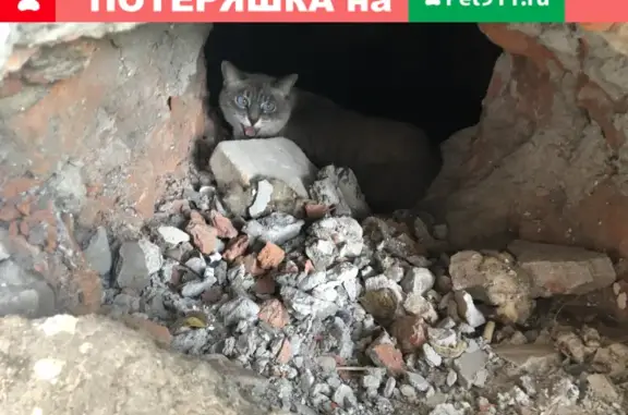 Найдена кошка на улице Строителей, д.4 к4