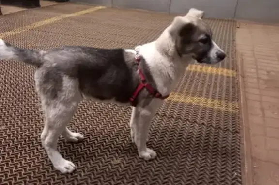 Найдена собачка на Анадырском проезде