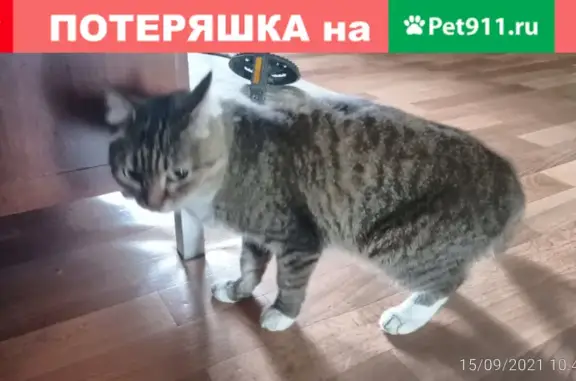 Молодая кошка на Судостроительной, Красноярск