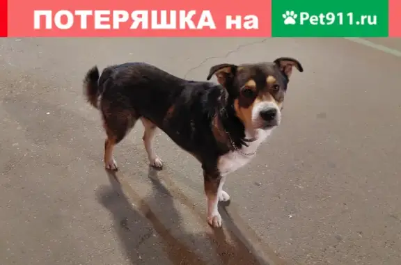 Собака найдена на улице Ленина, Иркутск.