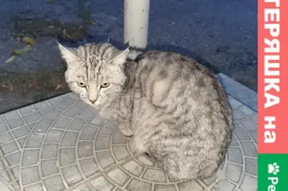 Найдена кошка по адресу Ярославская д. 48