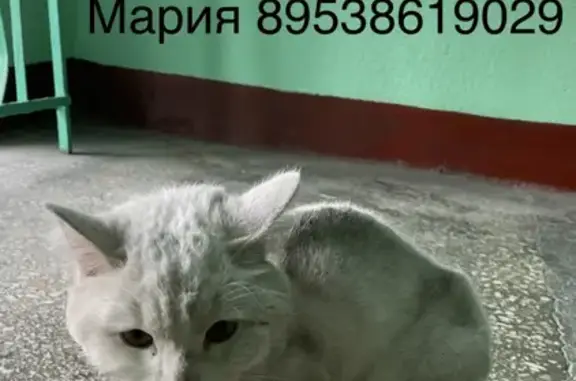 Найдена домашняя кошка, Царский двор, СПб