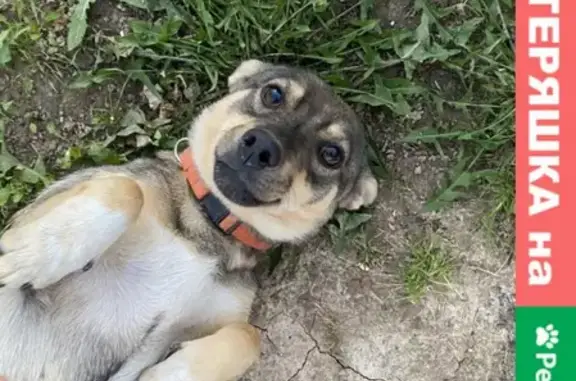 Собака найдена в деревне Чернозёмово