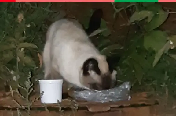 Найдена кошка на ул. Барышникова