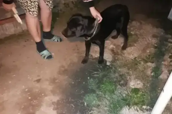 Найдена собака на ул. Кронштадтская