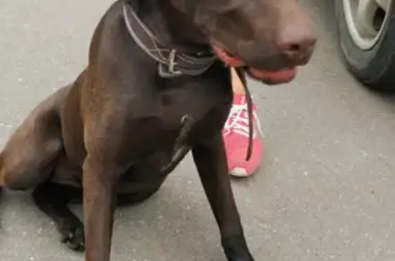 Найдена легавая собака в Толстопальцево, Москва