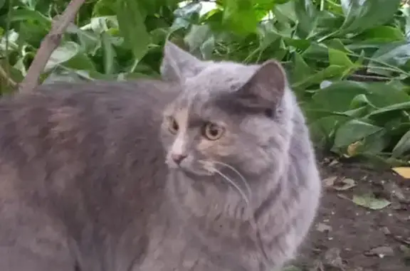 Найдена кошка на улице Солнечная Поляна в Барнауле