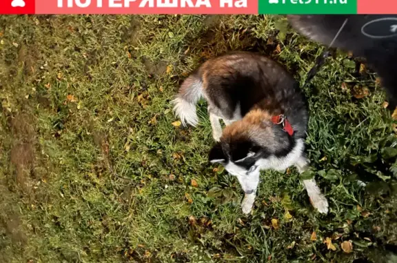 Найдена собака на Бустужевской, Калининский район, СПб