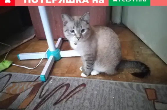 Кошки потеряшки, Ижевск, фото: Потеряшка кошка 