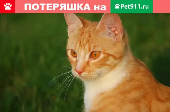 Пропала рыжая кошка на Покровском бульваре, Москва