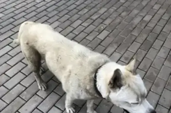 Собака ищет хозяина в ЖК ИСПАНСКИЕ, Москва