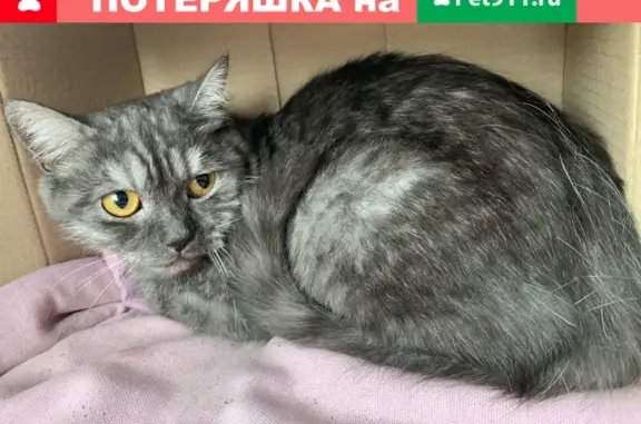 Серая кошка найдена на Белградской 34 к1