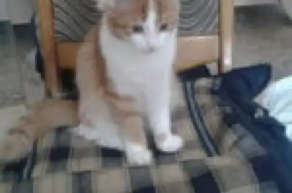 Кошки потеряшки, Новосибирск, фото: Потеряшка кошка по ул. Железнодорожной 6