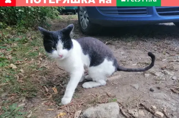 Потерянная кошка с кисточкой на хвосте, адрес: Смольная ул. 10А, Москва