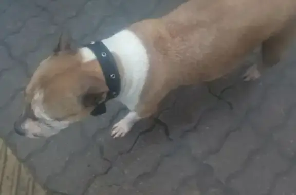 Найдена собака на ул. Интернациональная 30 в Калининграде