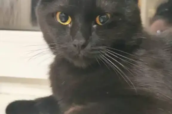 Пропала кошка Котя, черного окраса, Можайское шоссе, д.4 4 к1, Москва