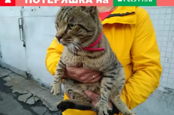 Найден кот на Якорной улице, СПб.