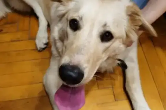 Найдена собака на Челюскинской улице