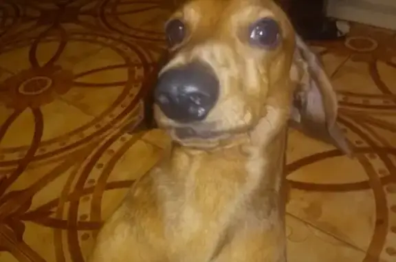 Собака Такса найдена в Батайске, мальчик, СОШ №5.