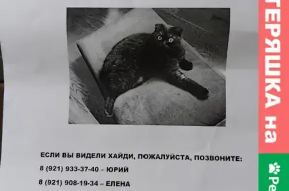 Пропала кошка на Полевой улице, СПб, 10 сентября.