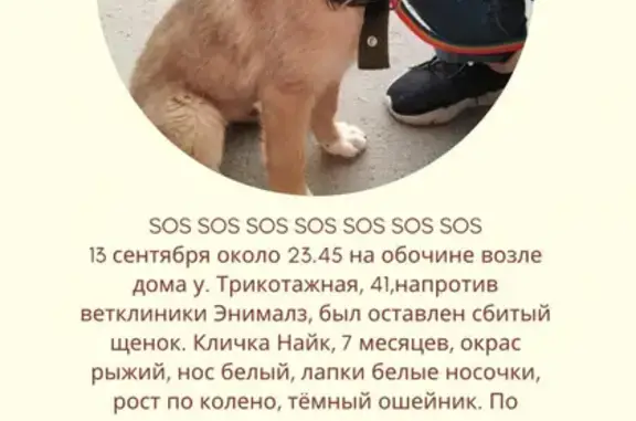 Пропала собака на улице Трикотажная, 41 в Новосибирске